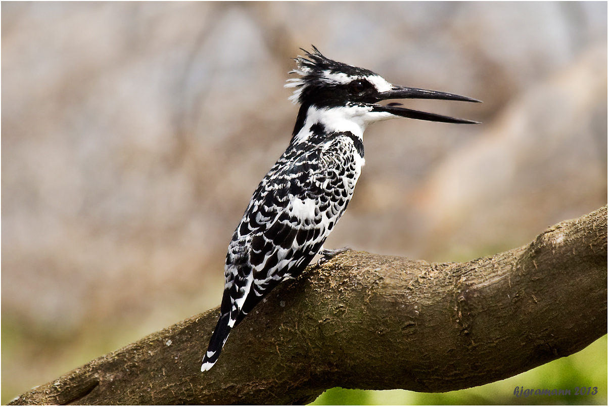 Graufischer (Ceryle rudis).....