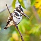 Graufischer, (Ceryle rudis), Lower Zambesi NP, 17.09.2019