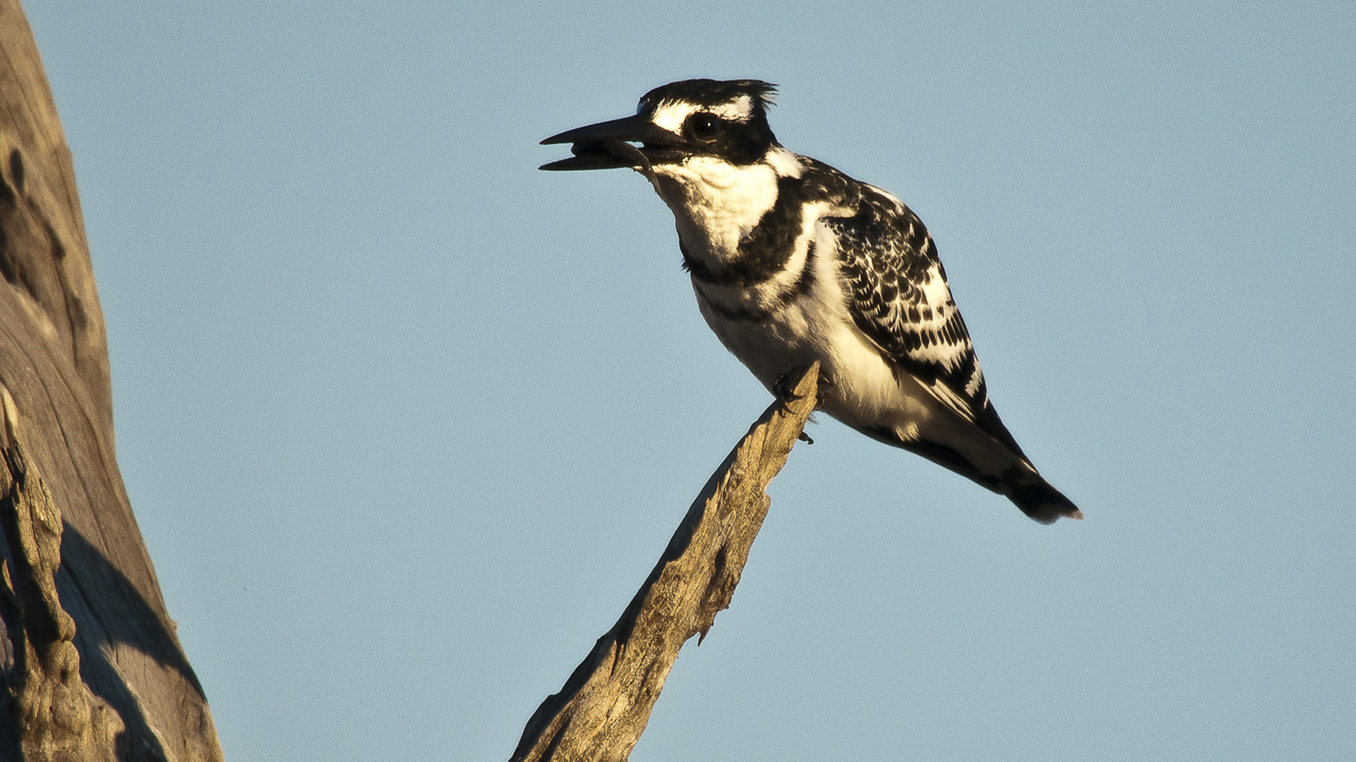 Graufischer (Ceryle rudis) mit Beute / Sambia / Kafue NP