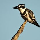 Graufischer (Ceryle rudis) mit Beute / Sambia / Kafue NP