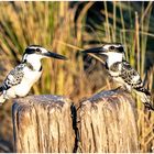 Graufischer im Chobe Nationalpark