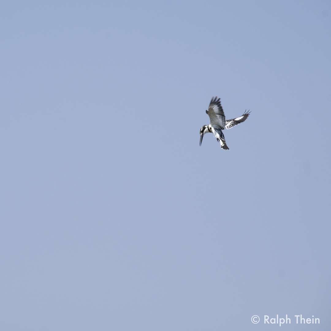 Graufischer im Rüttelflug