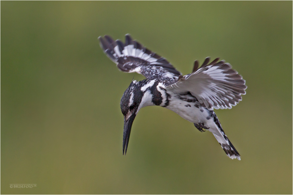 Graufischer im Rüttelflug