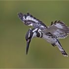 Graufischer im Rüttelflug