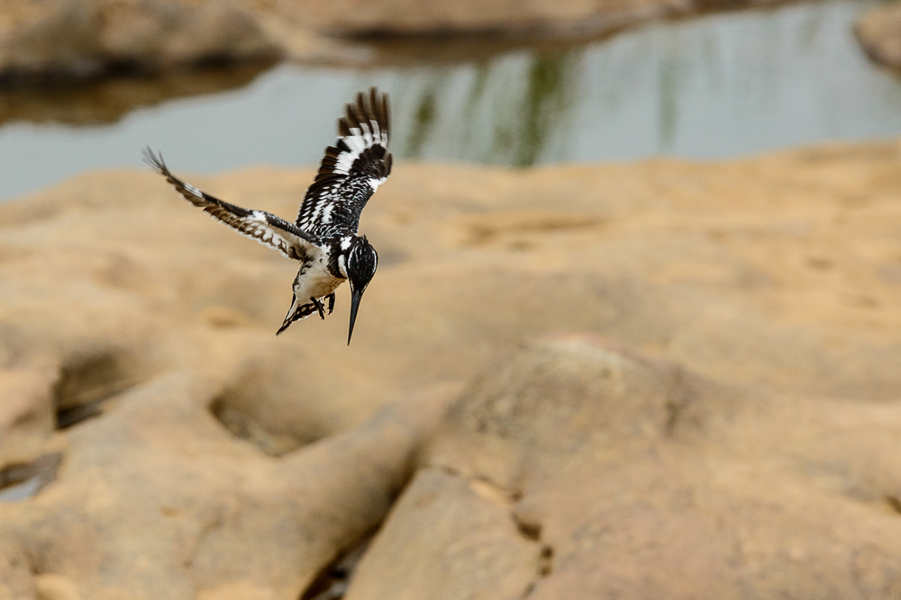 Graufischer Kruger Park 2