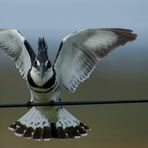 Graufischer männl. ( Ceryle rudis )