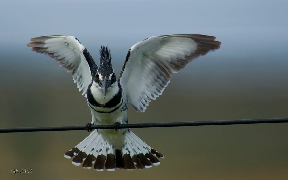 Graufischer männl. ( Ceryle rudis )