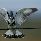 Graufischer männl. ( Ceryle rudis )