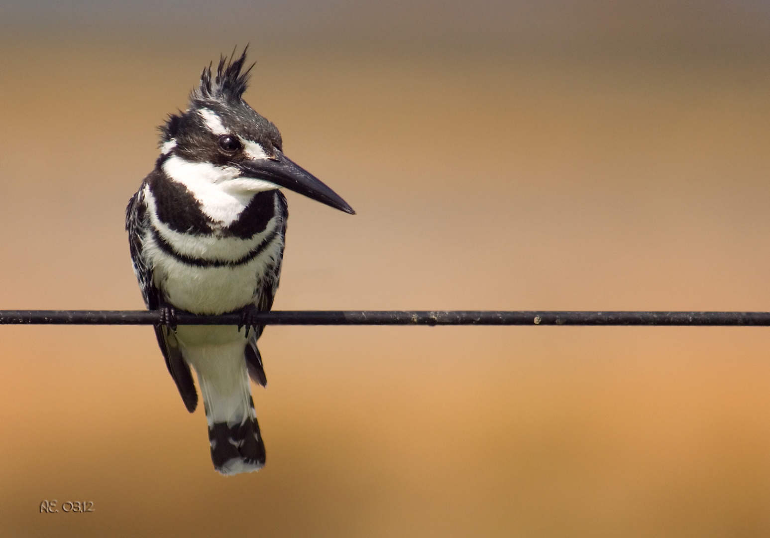 Graufischer, männl. ( Ceryle rudis )