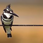 Graufischer, männl. ( Ceryle rudis )