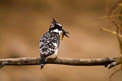 Graufischer mit Beute / Chobe NP