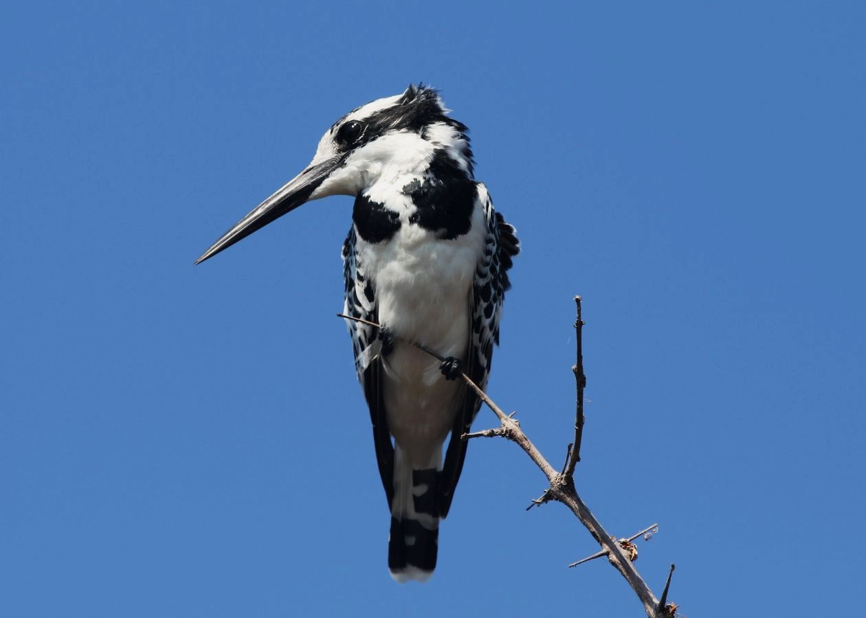 Graufischer oder pied kingfisher