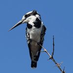 Graufischer oder pied kingfisher