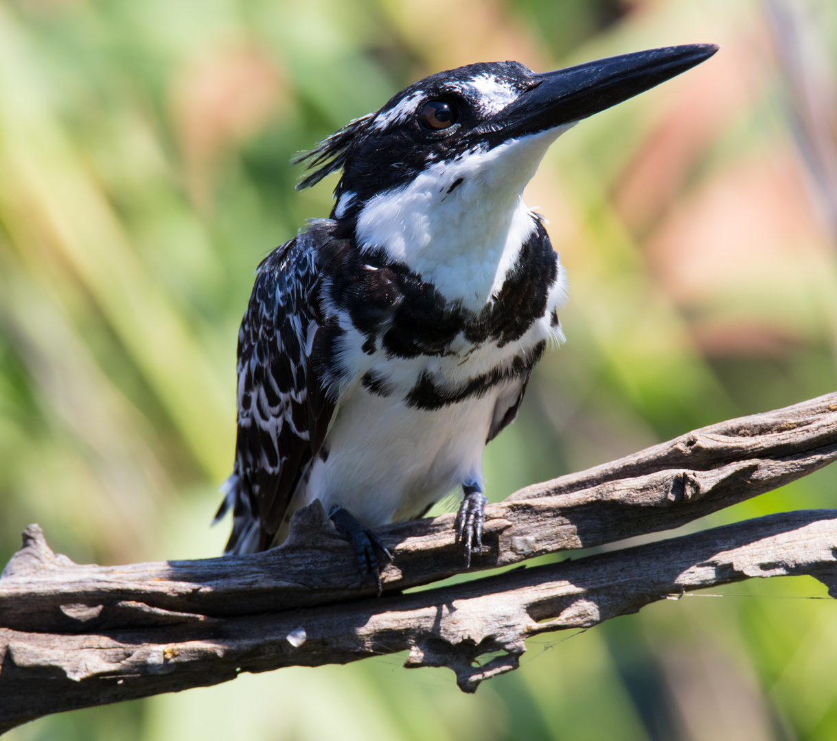 Graufischer / Pied King Fisher