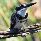 Graufischer / Pied King Fisher