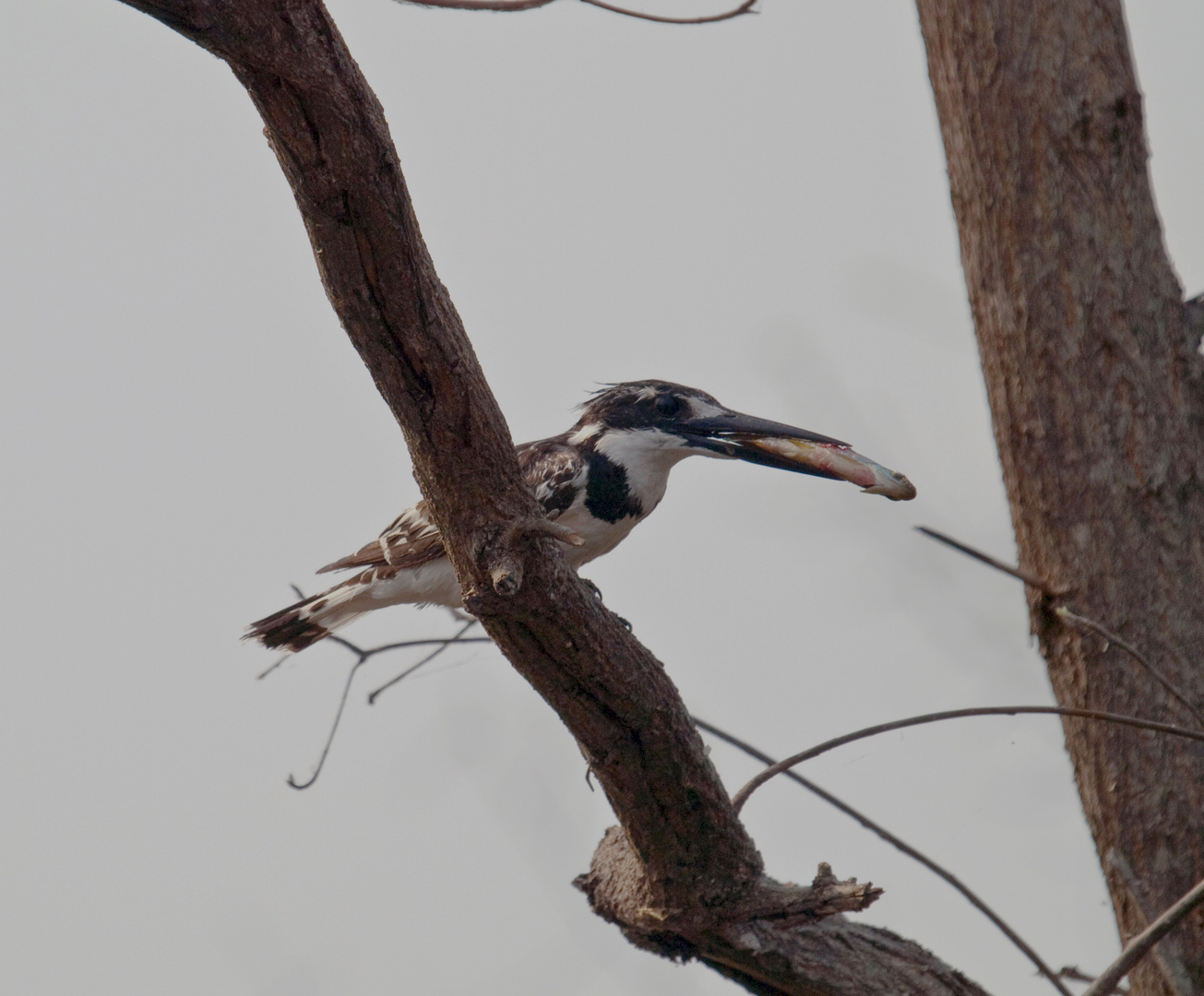 Graufischer - Pied Kingfischer