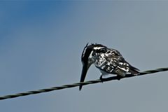 Graufischer (Pied Kingfisher)