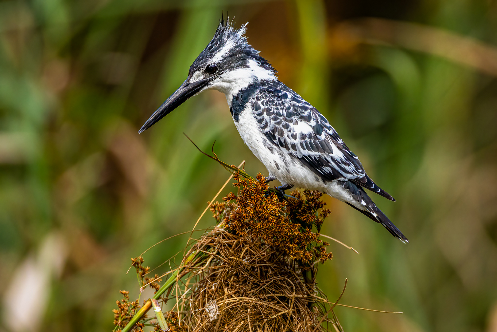 Graufischer (Pied Kingfisher) 