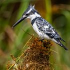 Graufischer (Pied Kingfisher) 