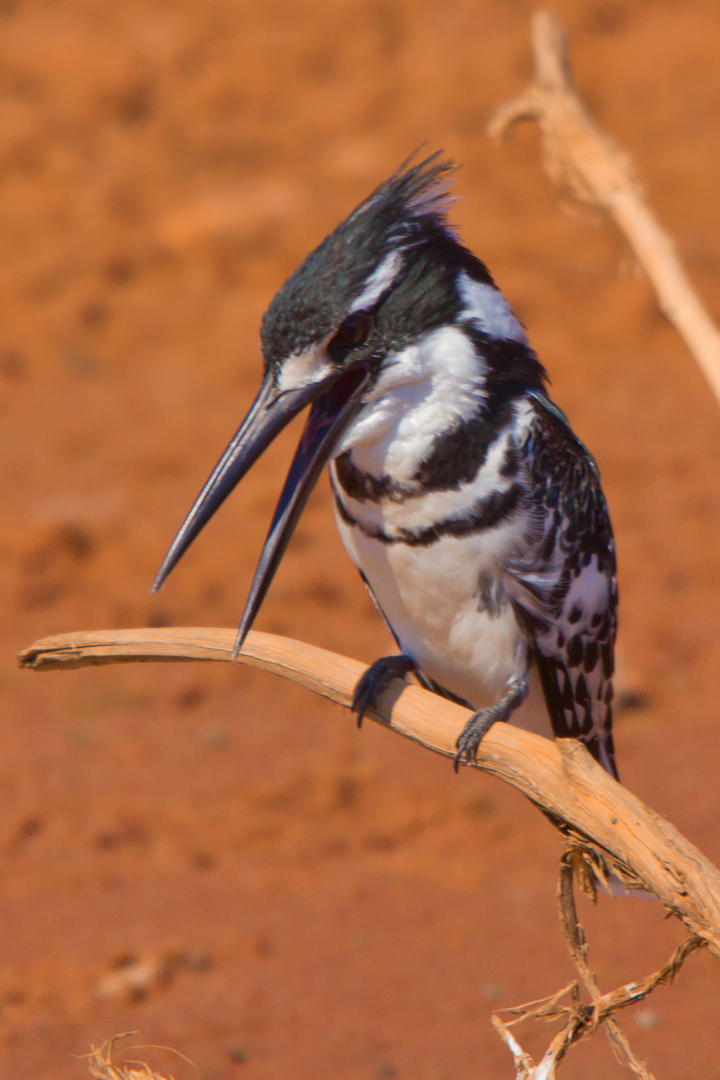 Graufischer - Pied Kingfisher