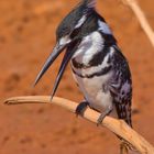 Graufischer - Pied Kingfisher