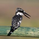 Graufischer-Pied KIngfisher