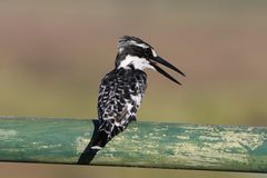 Graufischer-Pied KIngfisher