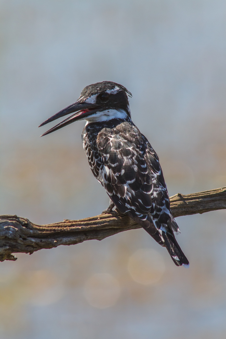 Graufischer (Pied Kingfisher)...