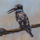 Graufischer (Pied Kingfisher)...