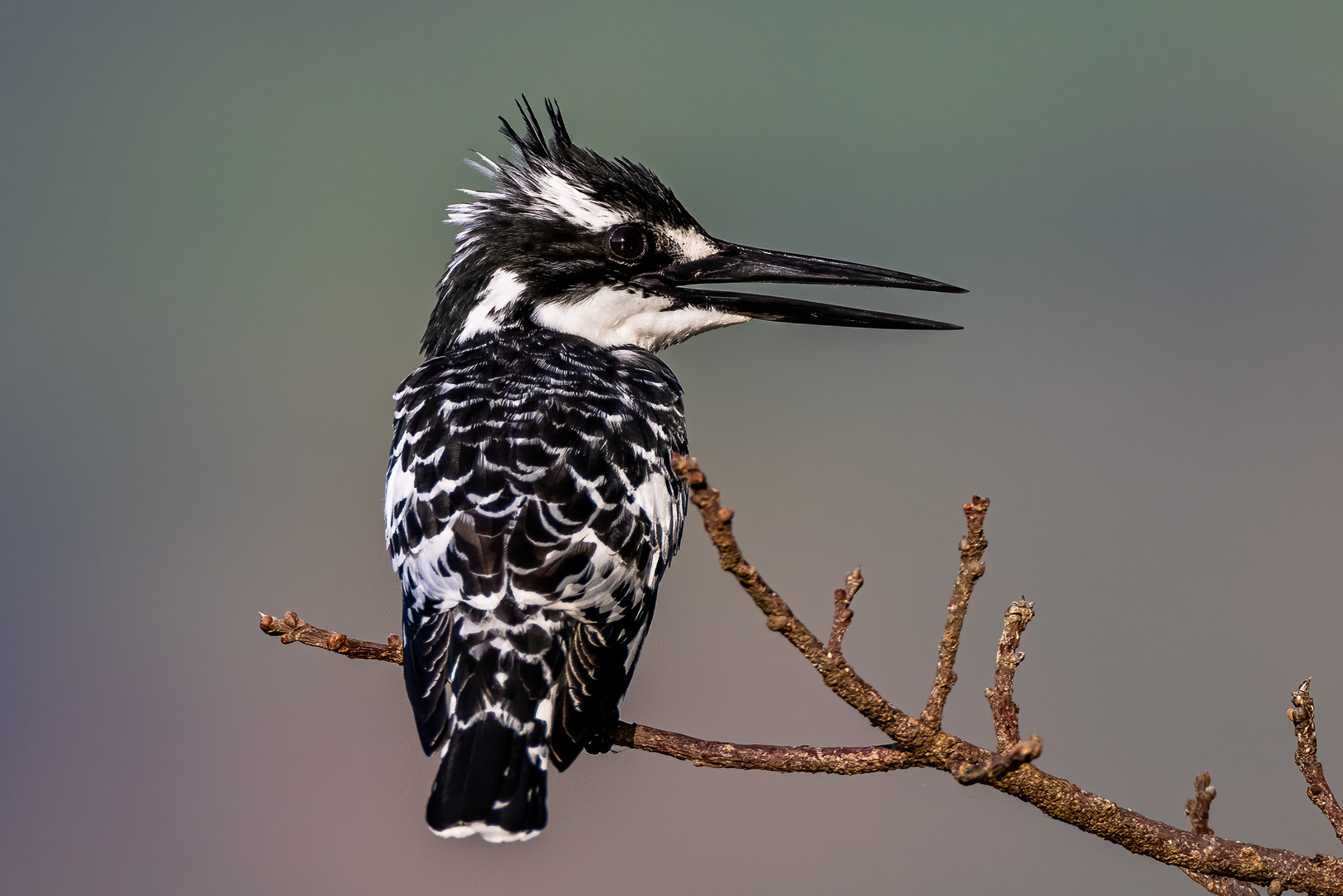 Graufischer - Pied Kingfisher