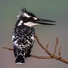 Graufischer - Pied Kingfisher