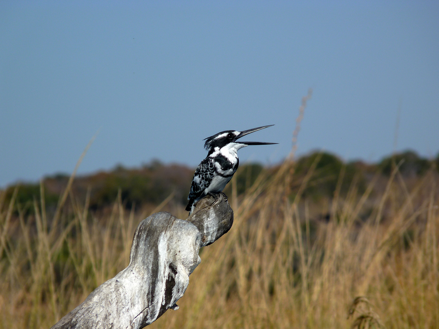 Graufischer (Pied Kingfisher) am Chobe. Namibia.