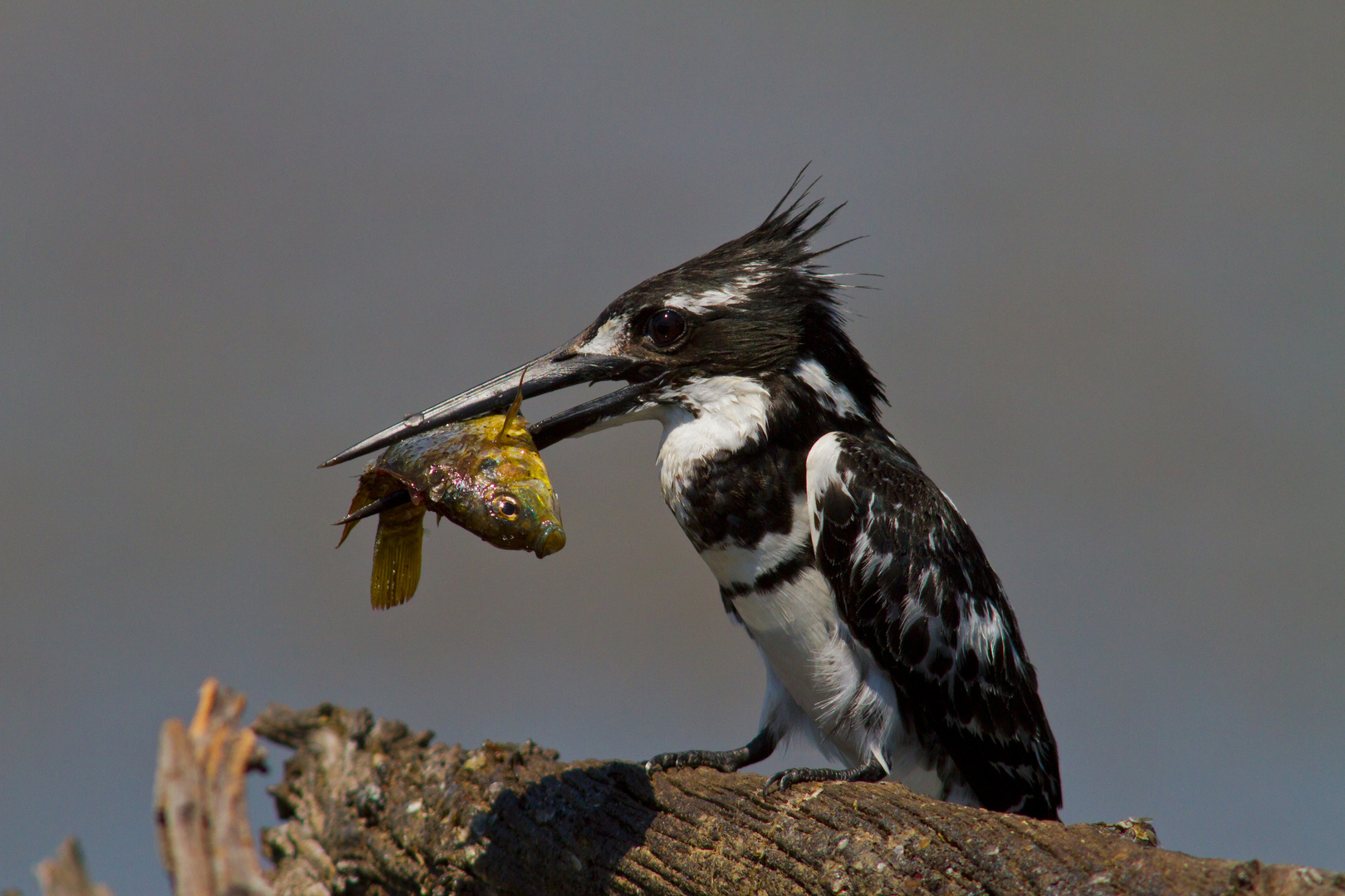 Graufischer ( Pied Kingfisher) mit Beute