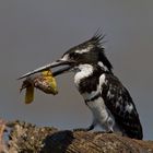 Graufischer ( Pied Kingfisher) mit Beute