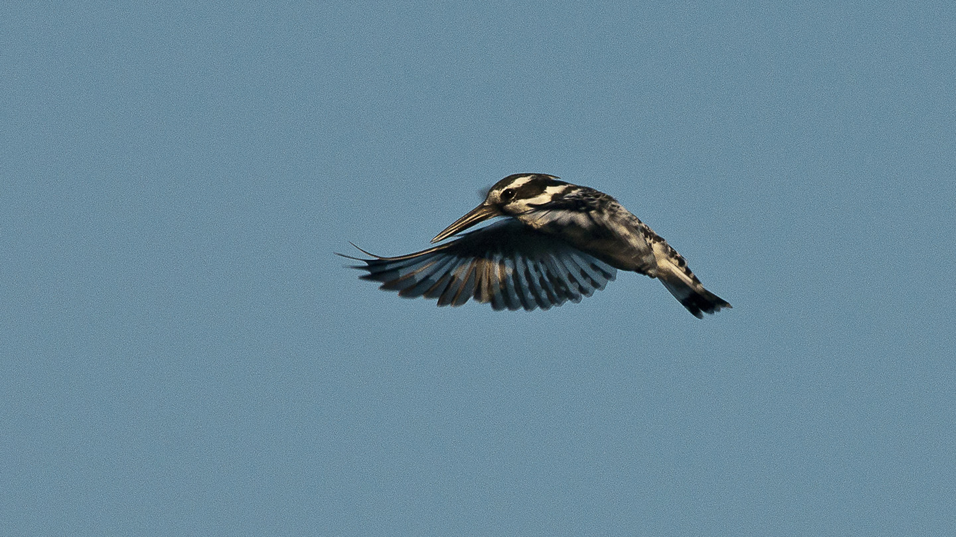 Graufischer / Sambia / Kafue NP