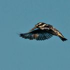 Graufischer / Sambia / Kafue NP