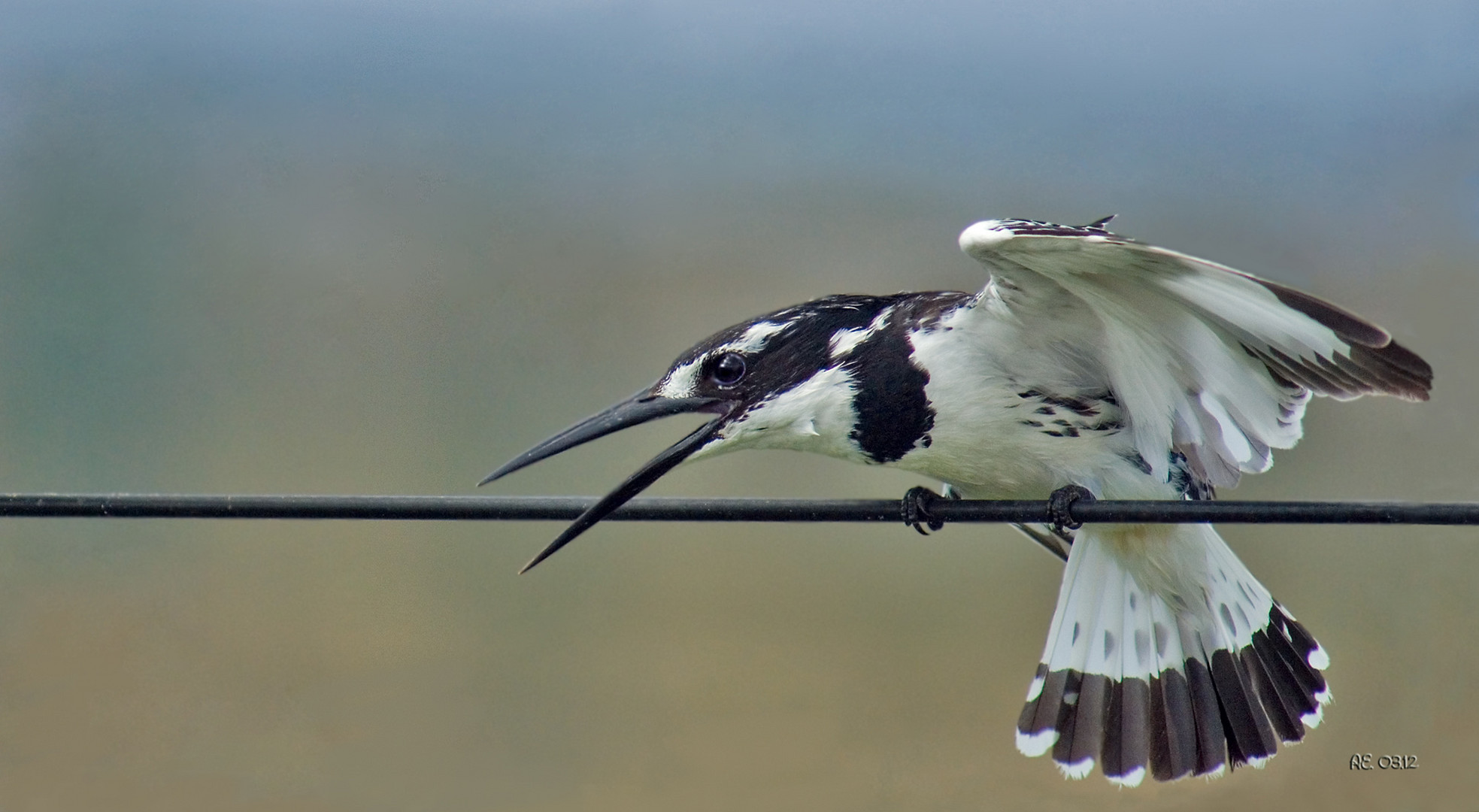 Graufischer, weibl. ( Ceryle rudis )