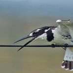 Graufischer, weibl. ( Ceryle rudis )