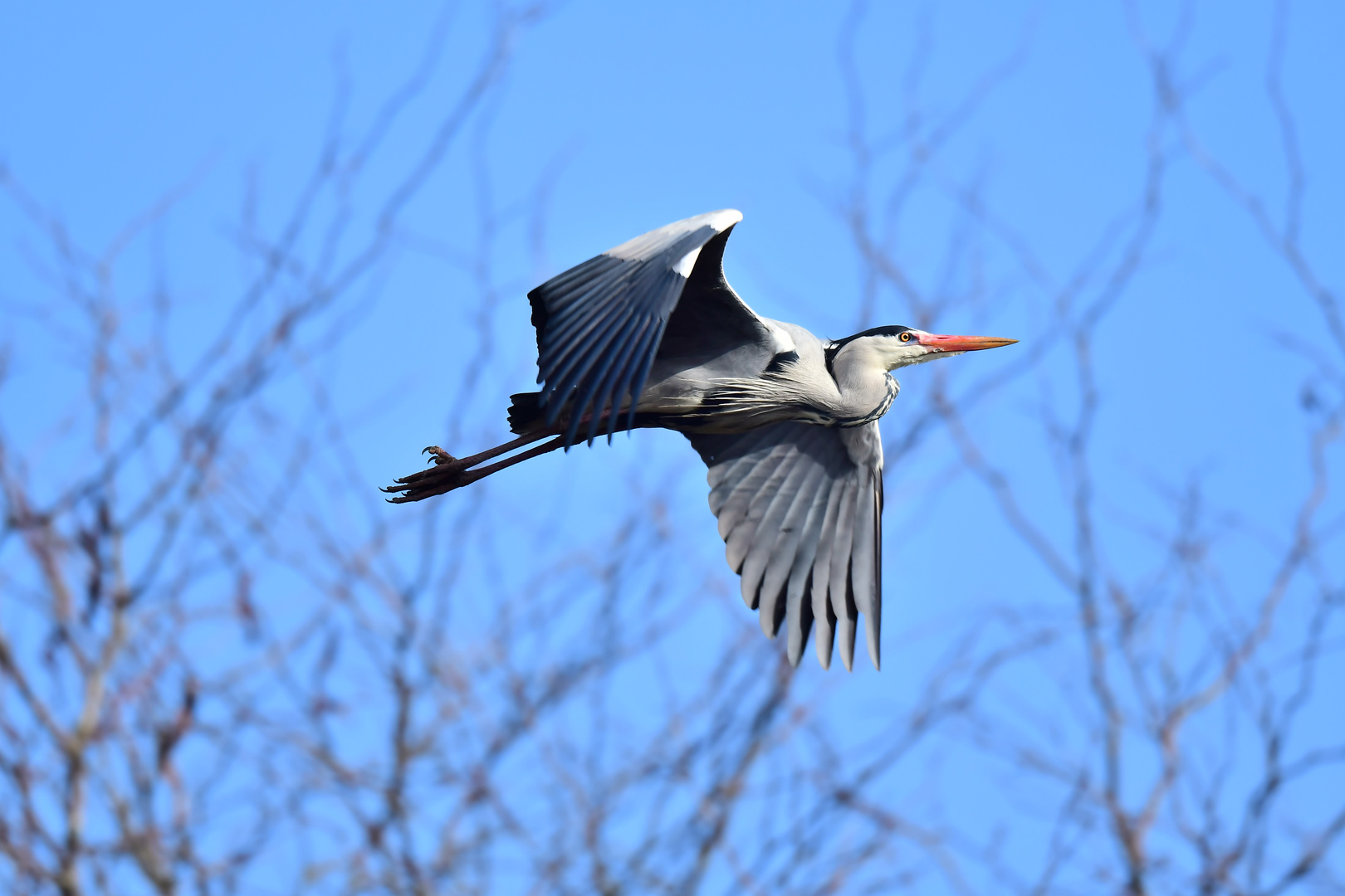 Grauflieger