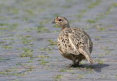 Graufüßiges Schleichhuhn