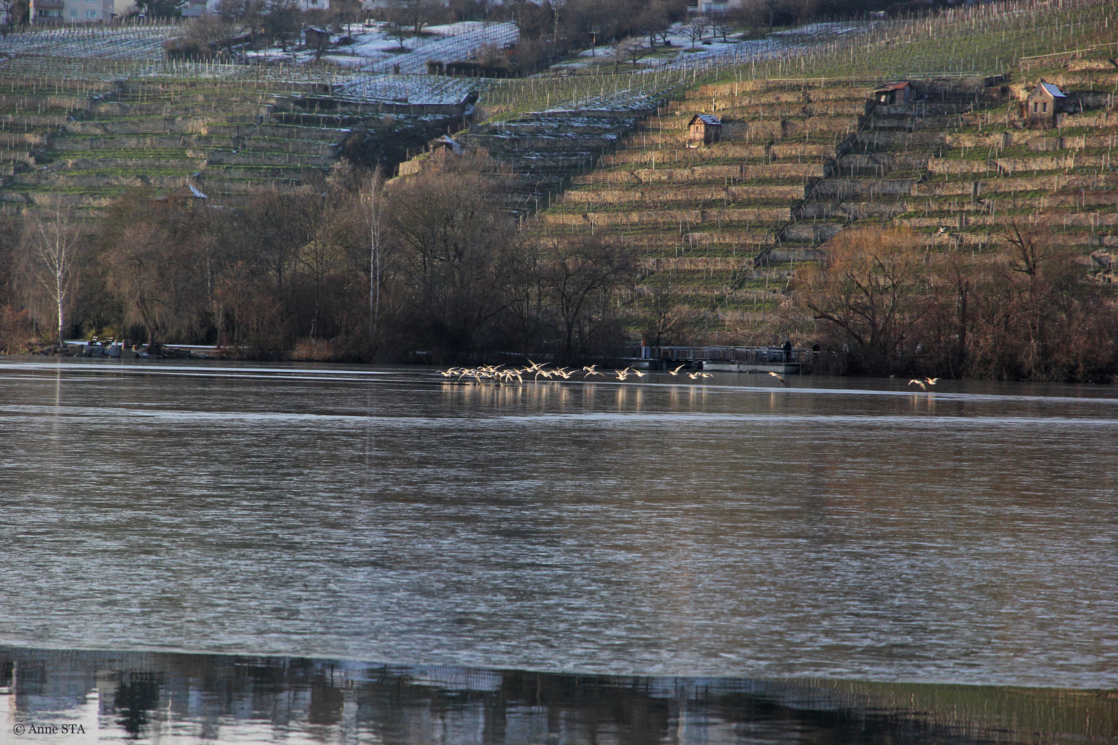 Graugänse