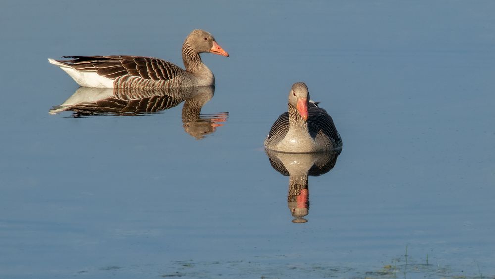Graugänse Foto & Bild tiere, wildlife, wild lebende vögel Bilder auf