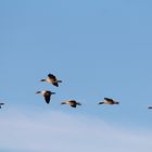 Graugänse am Altmühlsee