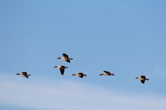 Graugänse am Altmühlsee