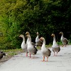 Graugänse am Bruchsee