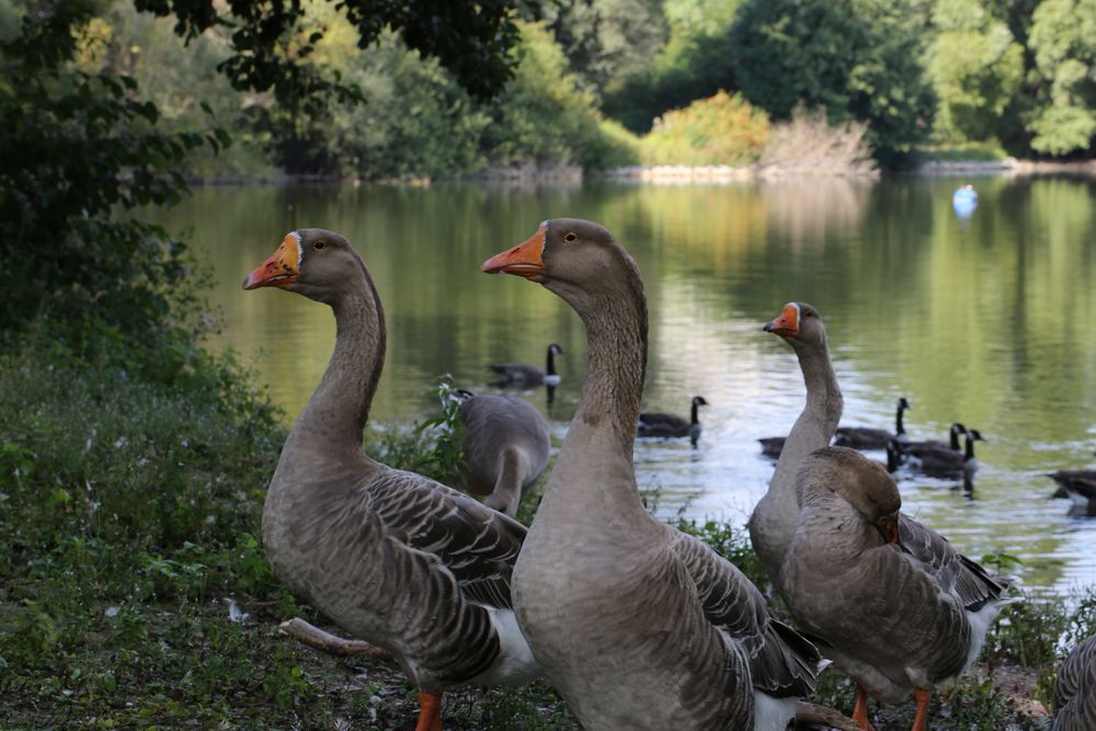 Graugänse am Bruchsee bei Heppenheim