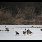 Graugänse am Donau-Altwasser