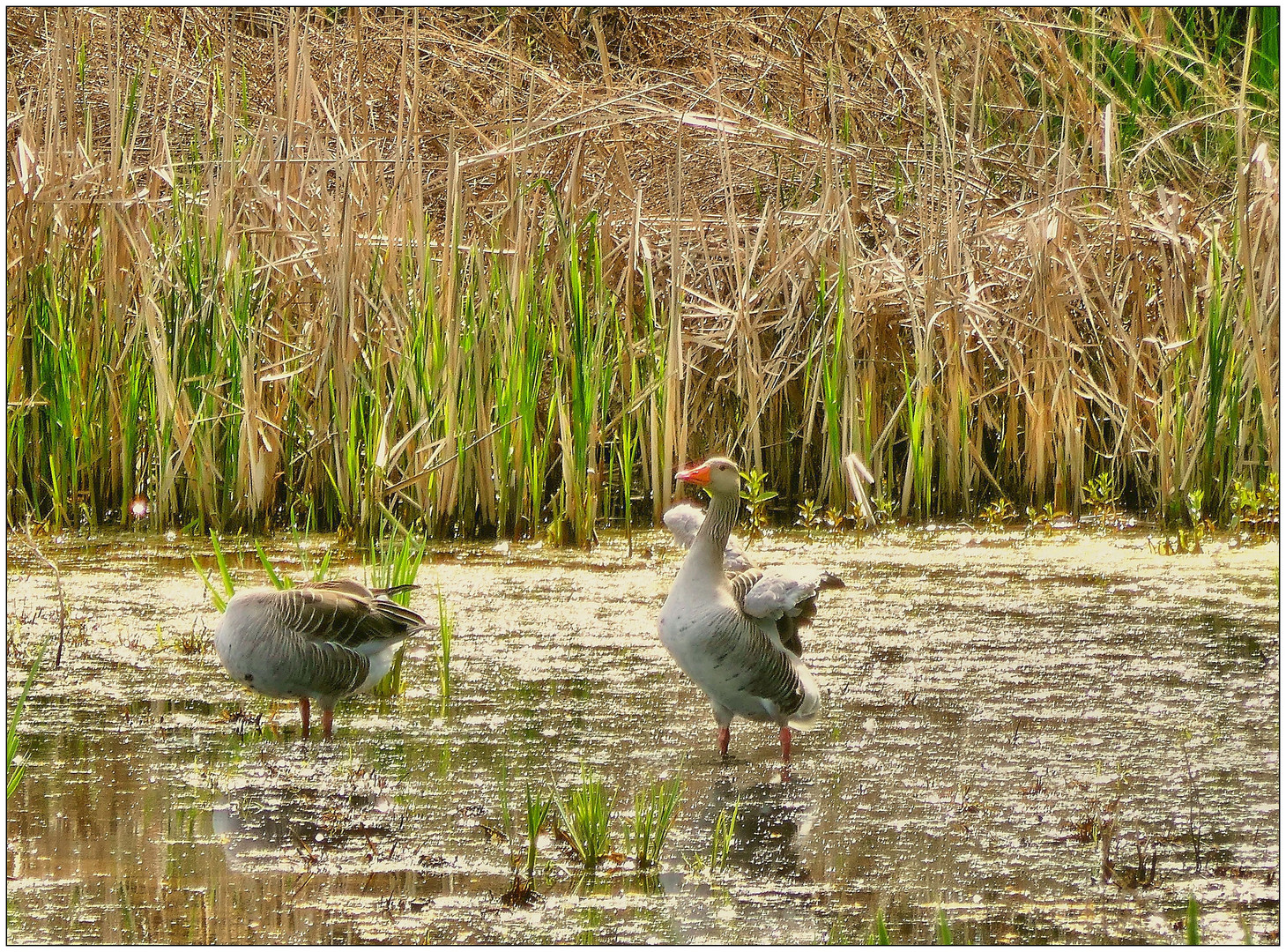 Graugänse am Dutzendteich