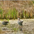 Graugänse am Dutzendteich