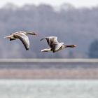 Graugänse am Lac du Der